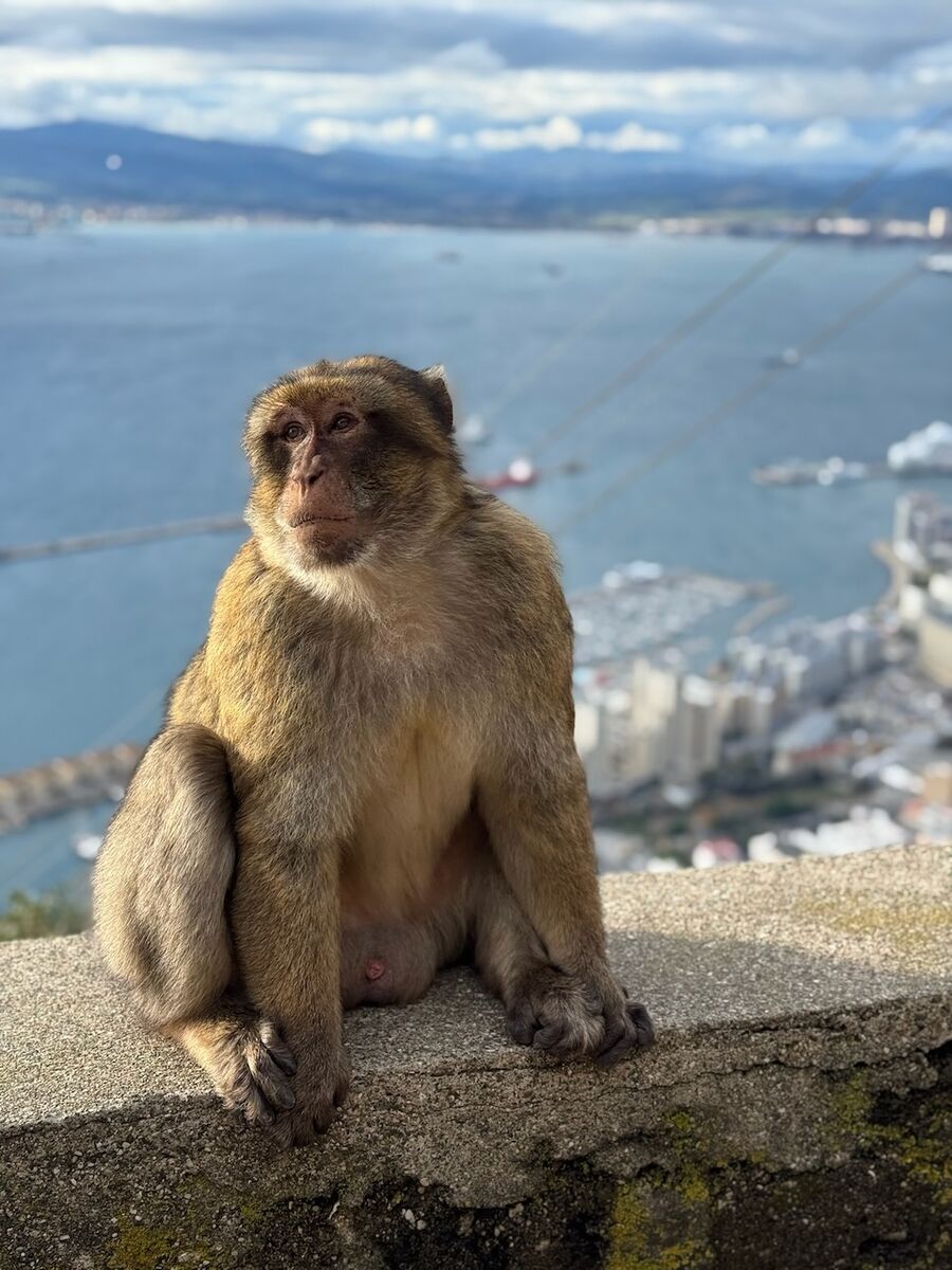 Atlantik 2025 - Photo 29